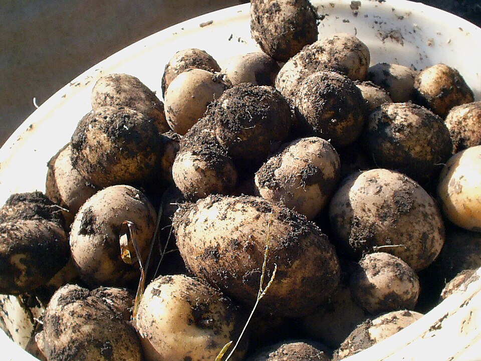 Картофель